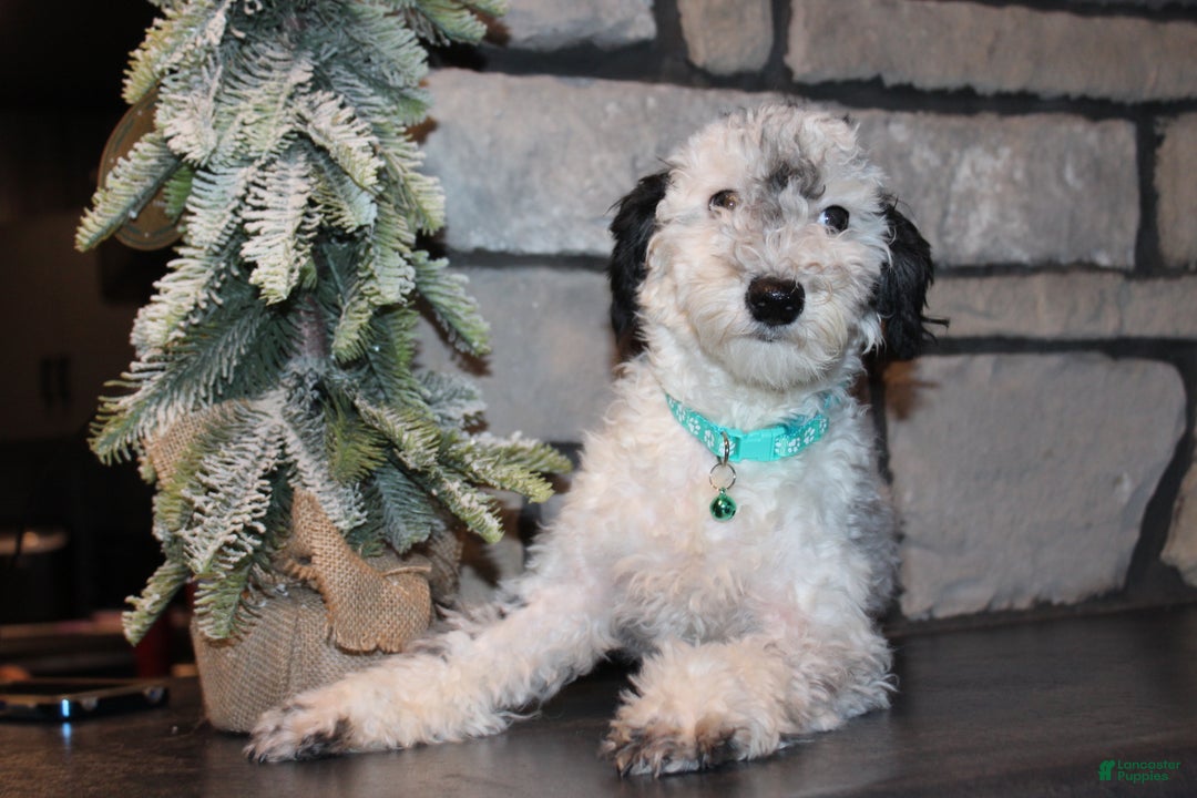 Miniature Poodle dogs for sale: AKC Duey - Ad 1