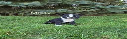 Boston Terrier dogs for sale: Misty - Ad 1