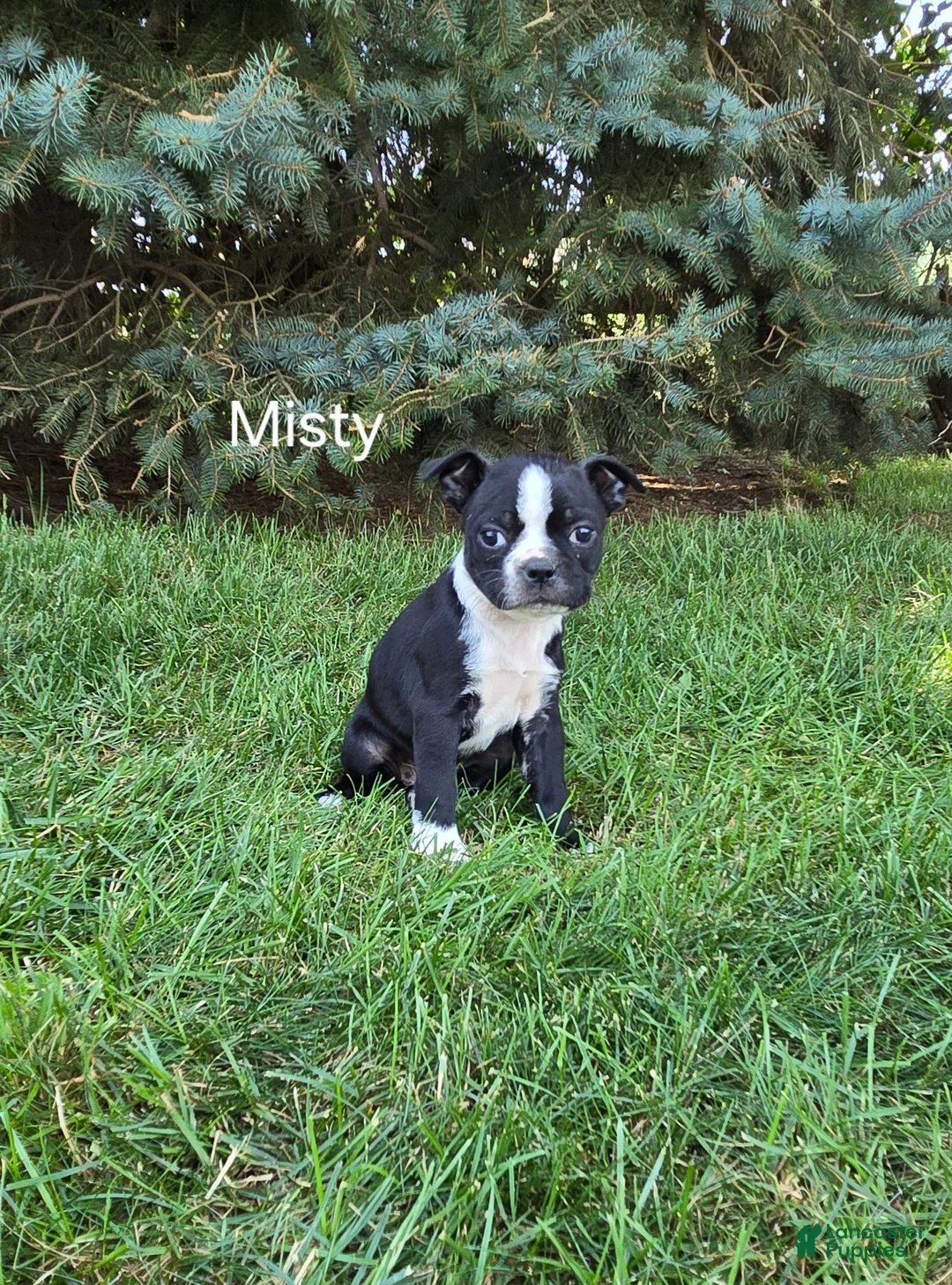 Boston Terrier dogs for sale: Misty - Ad 1