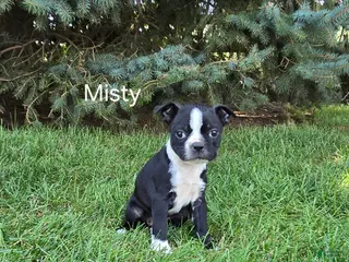 Boston Terrier dogs Misty - Ad 22