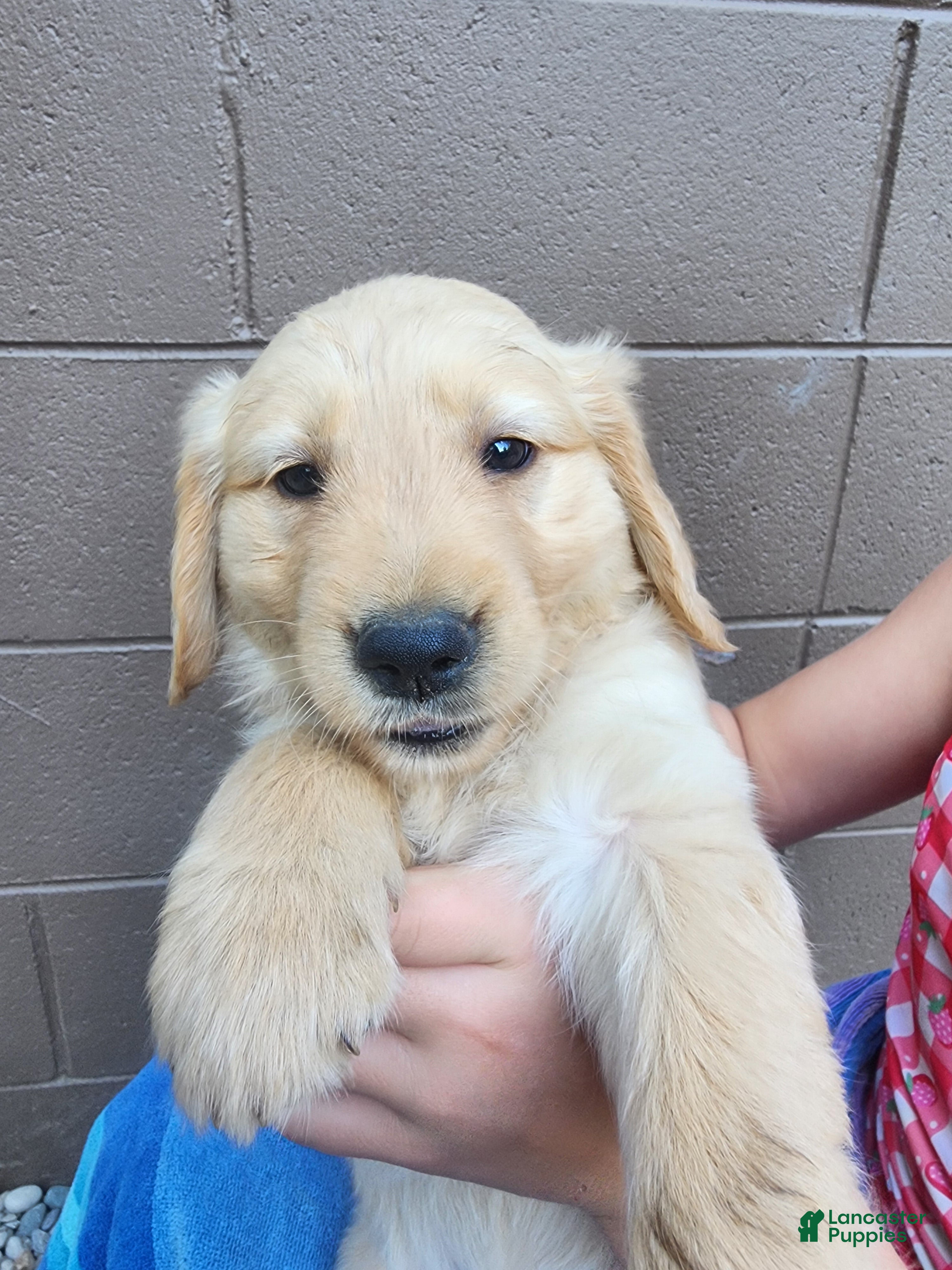 Golden Retriever dogs AKC Sprinkles - Ad 1