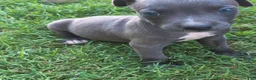 American Pit Bull Terrier dogs for sale: Chuck - Ad 3