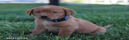 Labrador Retriever dogs for sale: Ruby - Ad 3