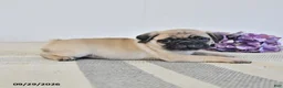 Pug dogs for sale: Ozzie - Ad 3
