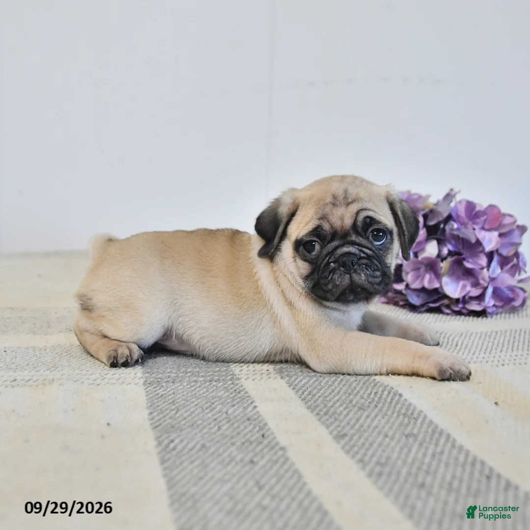 Pug dogs for sale: Ozzie - Ad 3