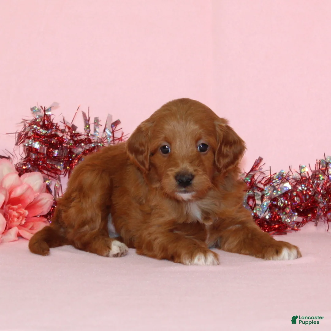 Mini Goldendoodle dogs for sale: Allen - Ad 2