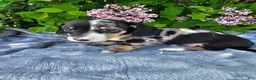 Dachshund dogs for sale: Rusty - Ad 3