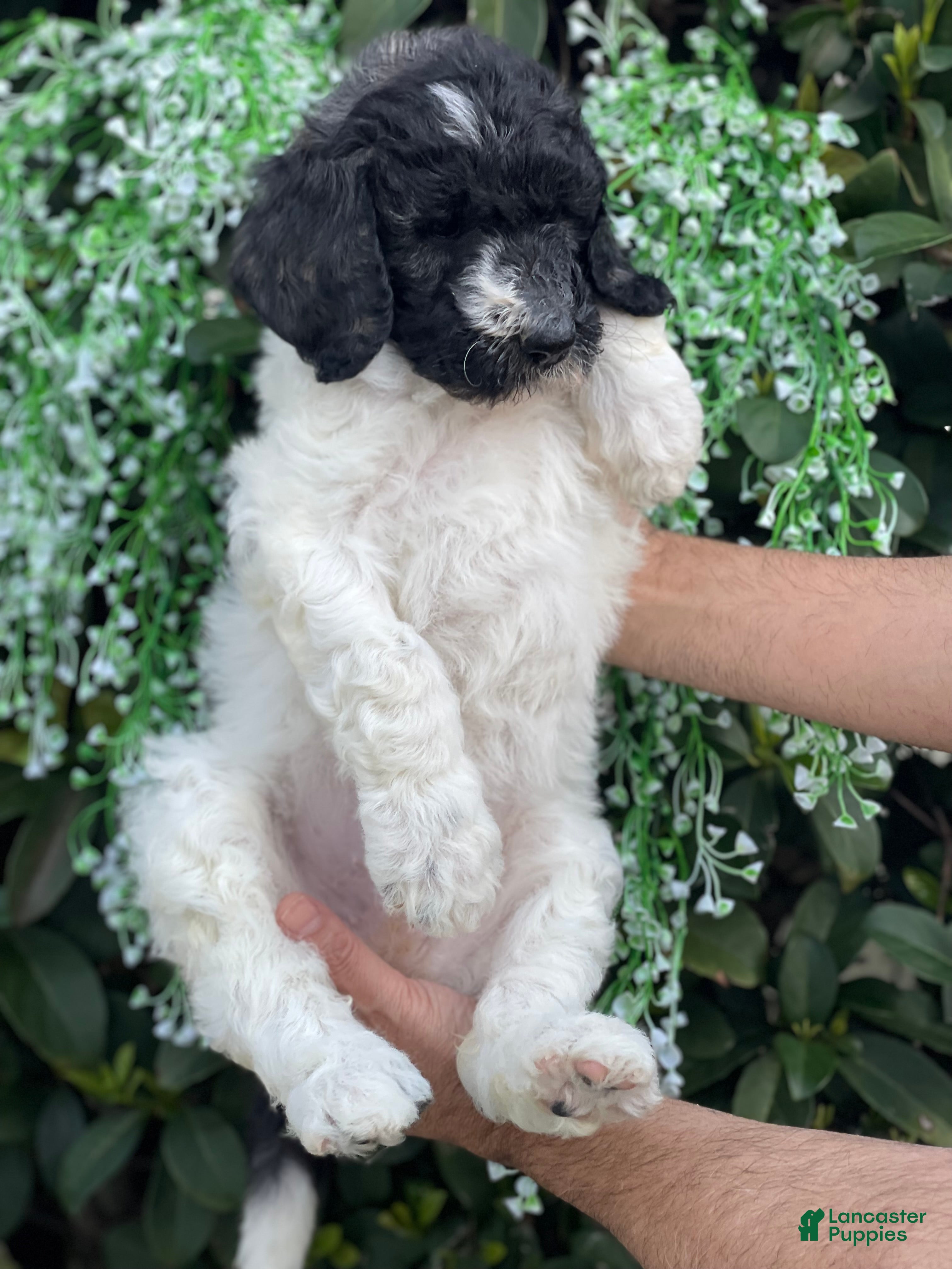 Goldendoodle dogs Mandy - Ad 8