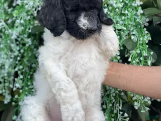 Goldendoodle dogs Mandy - Ad 8