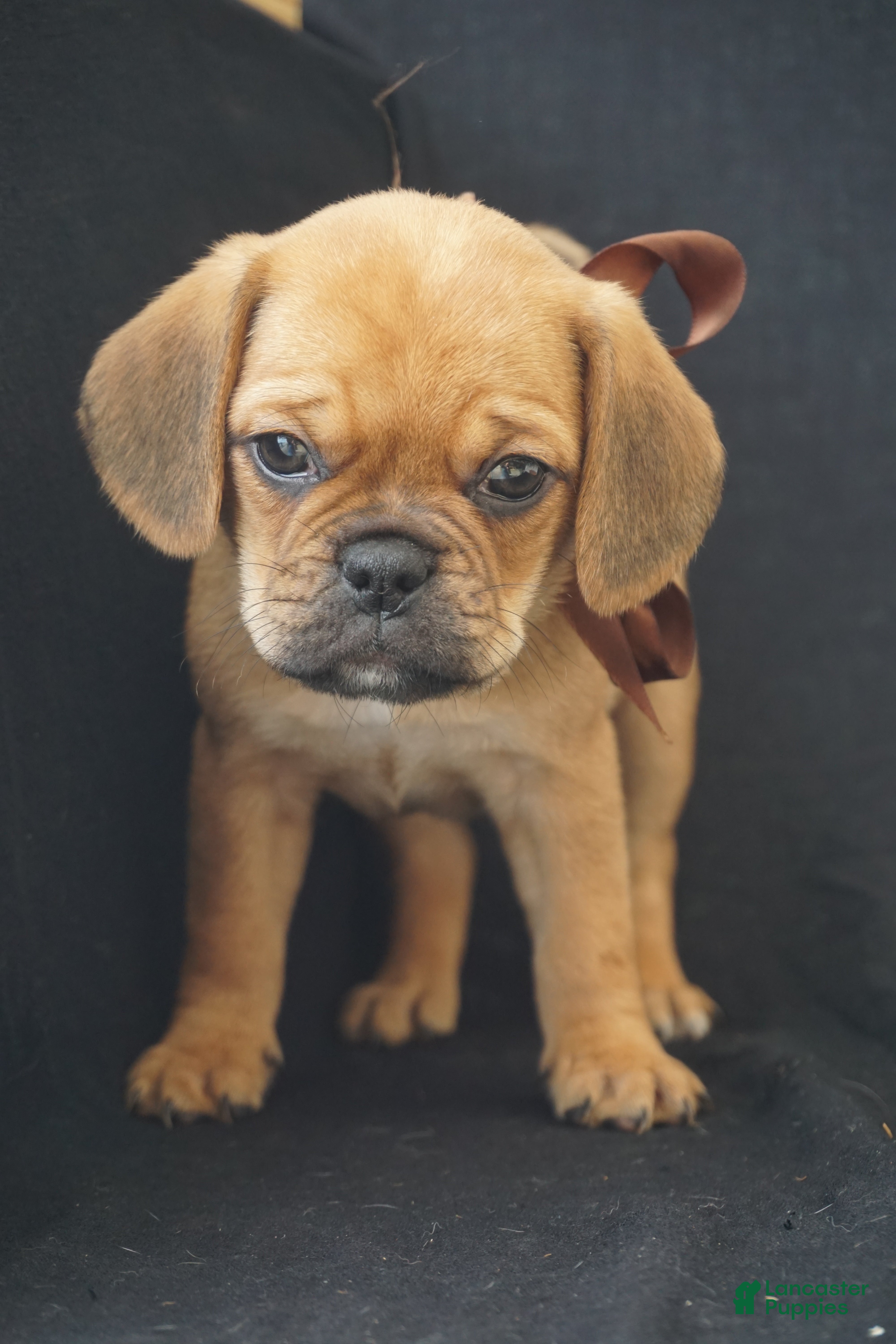 Puggle dogs Suki - Ad 1