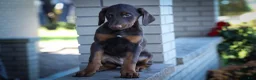Doberman Pinscher dogs for sale: PENNY - Ad 10