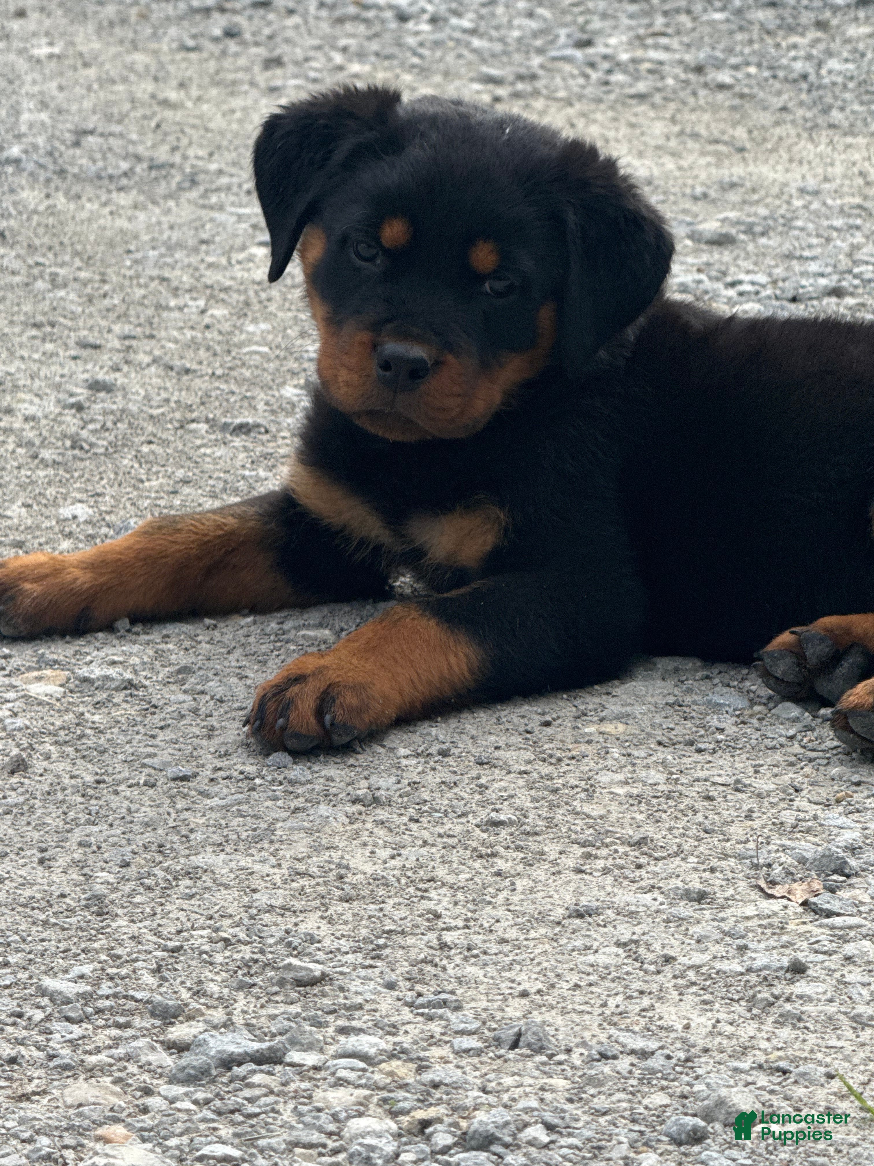 Rottweiler dogs Zeus - Ad 2