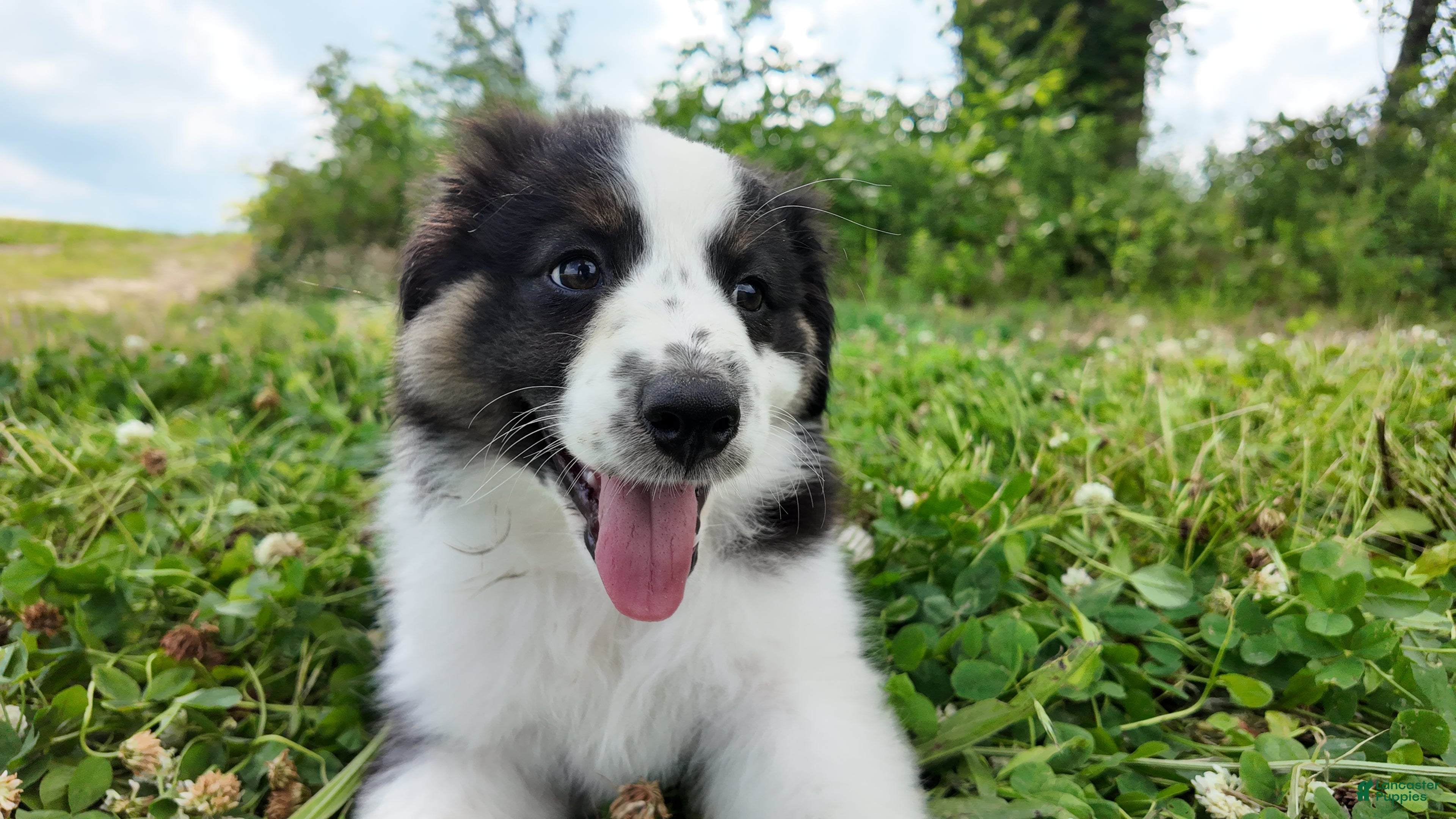 Australian Shepherd dogs Bonnie - Ad 2