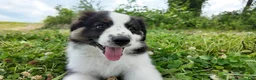 Australian Shepherd dogs for sale: Bonnie - Ad 2