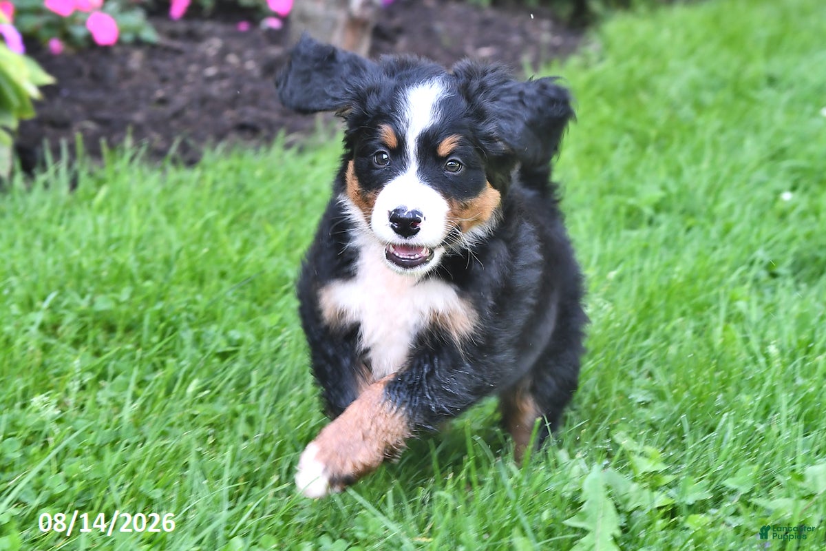 Bernese Mountain Dog dogs Cleo - Ad 1