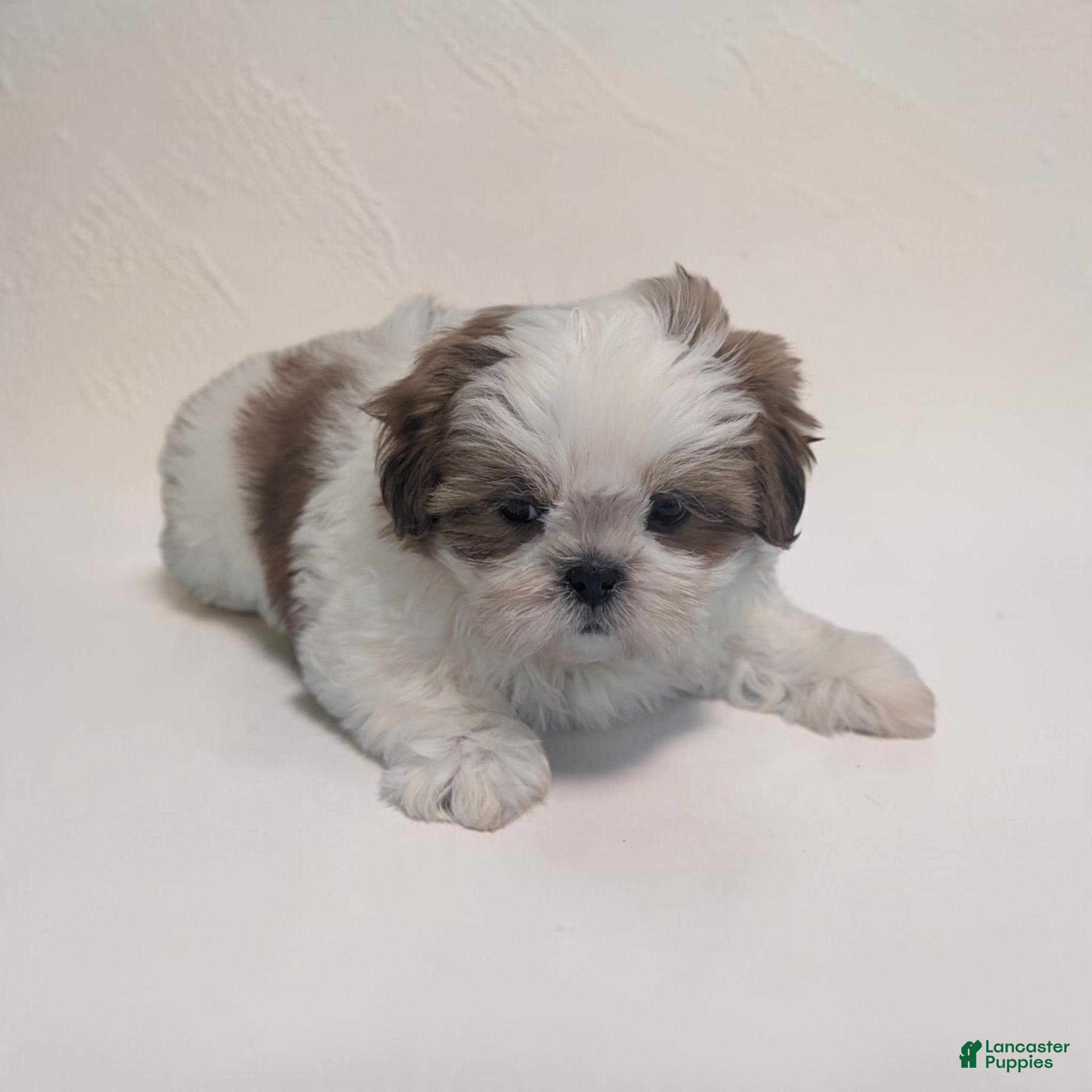 Shih Tzu dogs Duffy - Ad 2