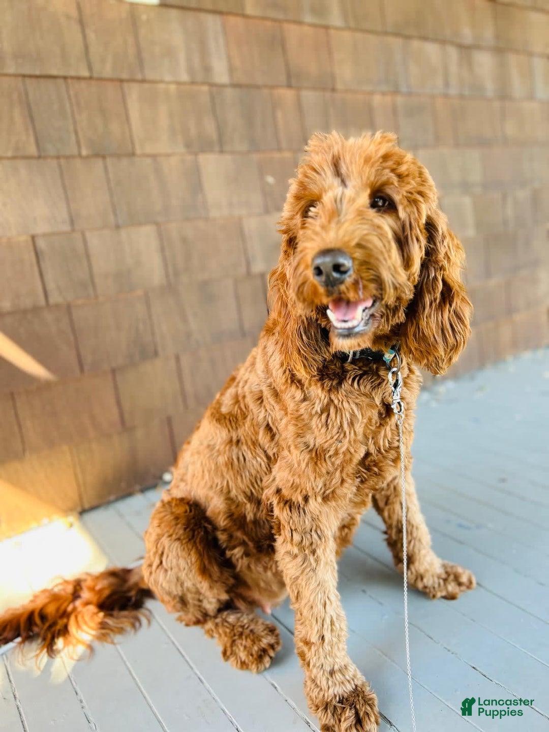 F1b Irish Doodle Beautiful F1b Irish Doodle Puppies ❤️? For Sale In