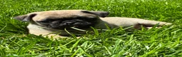 Pug dogs for sale: Niky - Ad 7