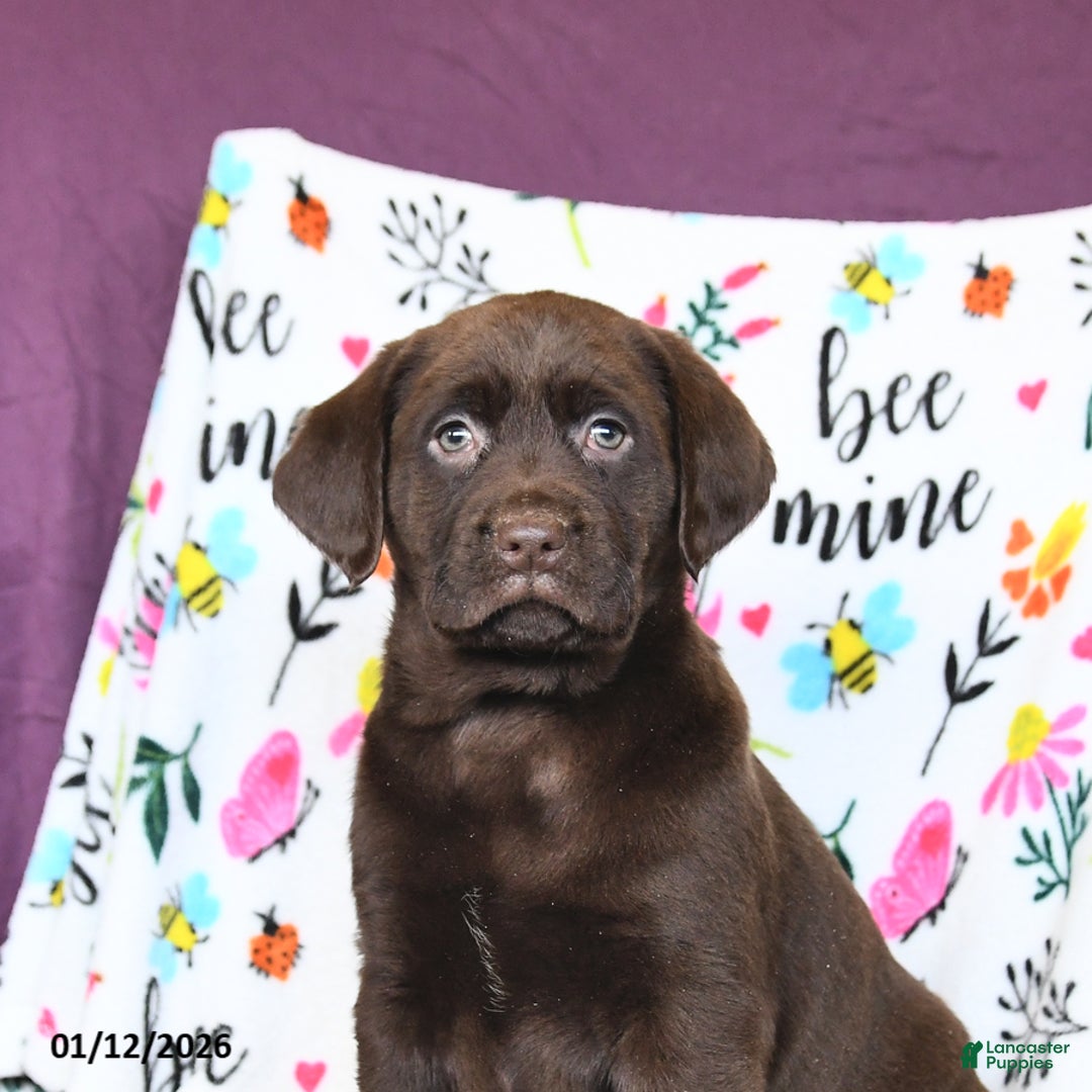 Labrador Retriever dogs for sale: Peaches - Ad 5