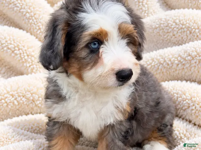 Mini Bernedoodle dogs for sale: Copper - Ad 30