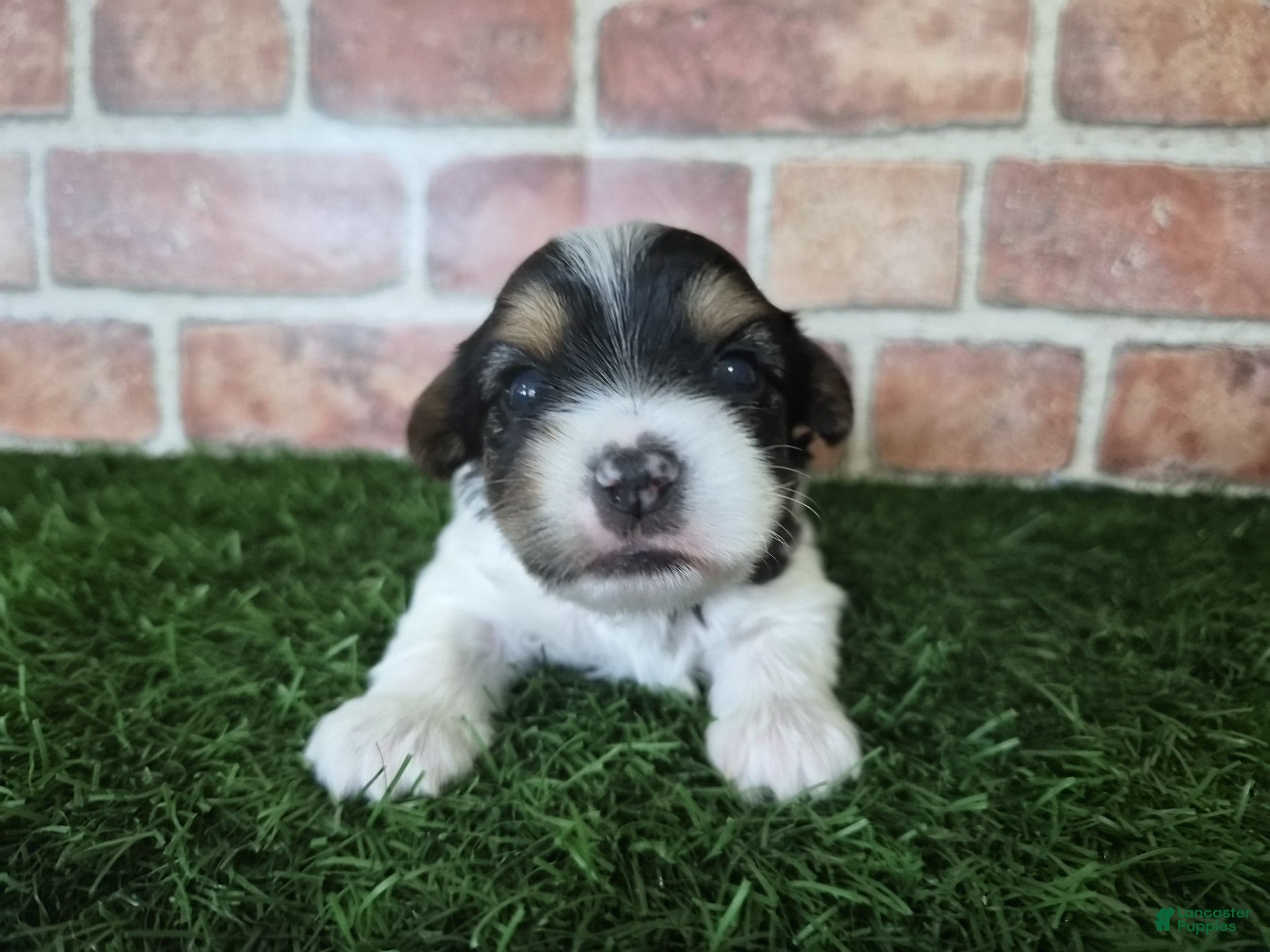 Yorkshire Terrier dogs Milo - Ad 2