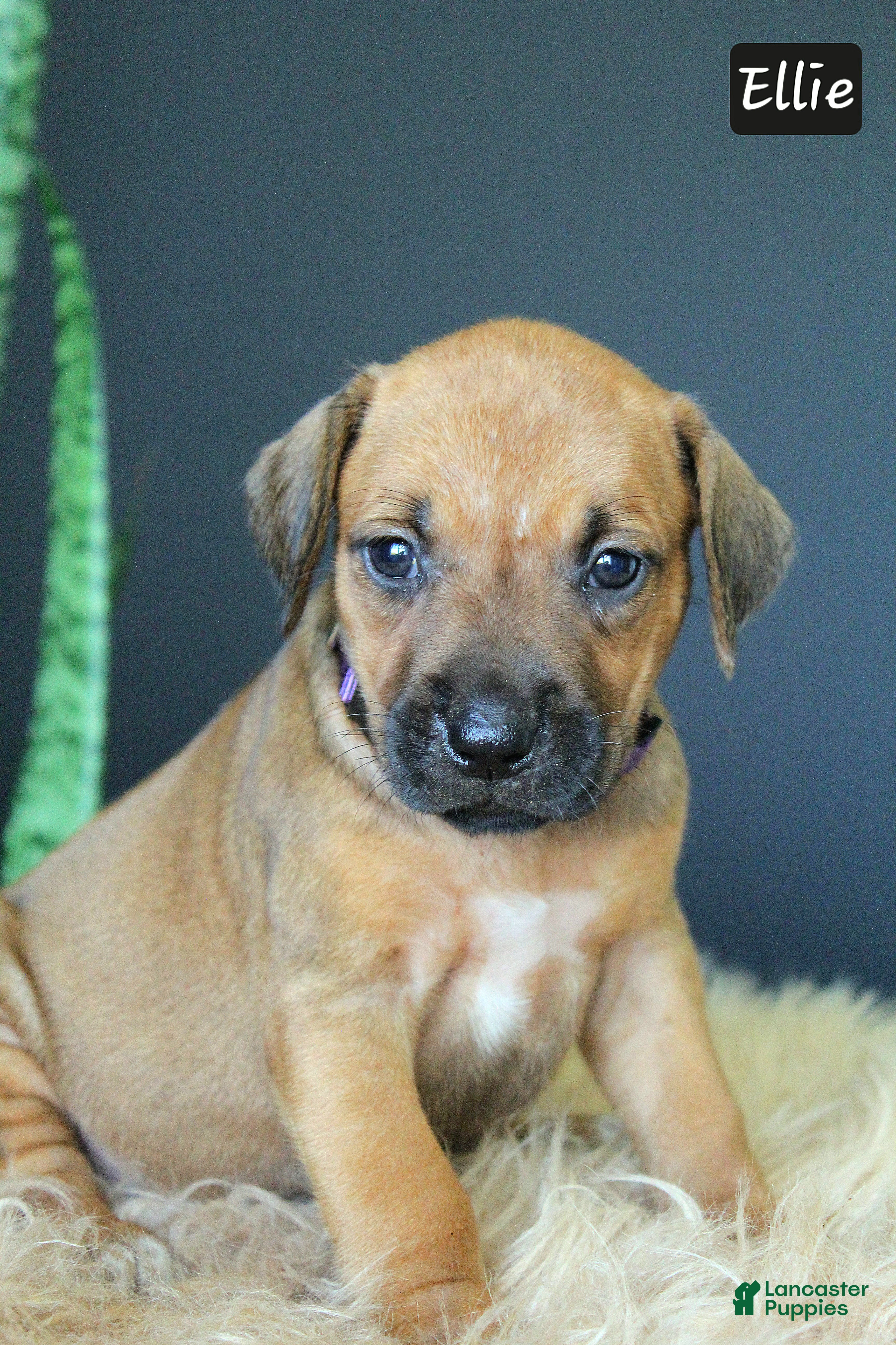 Rhodesian Ridgeback dogs Ellie - Ad 1