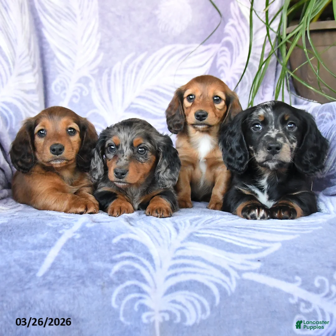 Miniature Dachshund dogs for sale: Dante - Ad 5