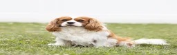 Cavalier King Charles Spaniel dogs for sale: Lincoln - Ad 7