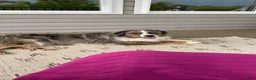 Miniature Australian Shepherd dogs for sale: Bella (Natural Tailed) - Ad 11