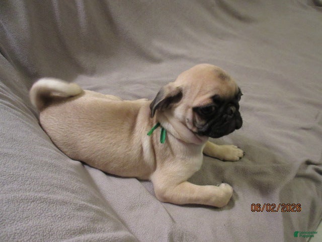 Pug dogs Pug Puppy 2 - Ad 1