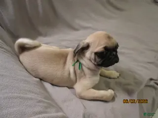Pug dogs for sale: Pug Puppy 2 - Ad 1