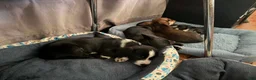 Jack Russell Terrier dogs for sale: Jack Russell Terrier 3 - Ad 5