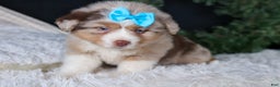 Miniature Australian Shepherd dogs for sale: SCOOTER - Ad 12