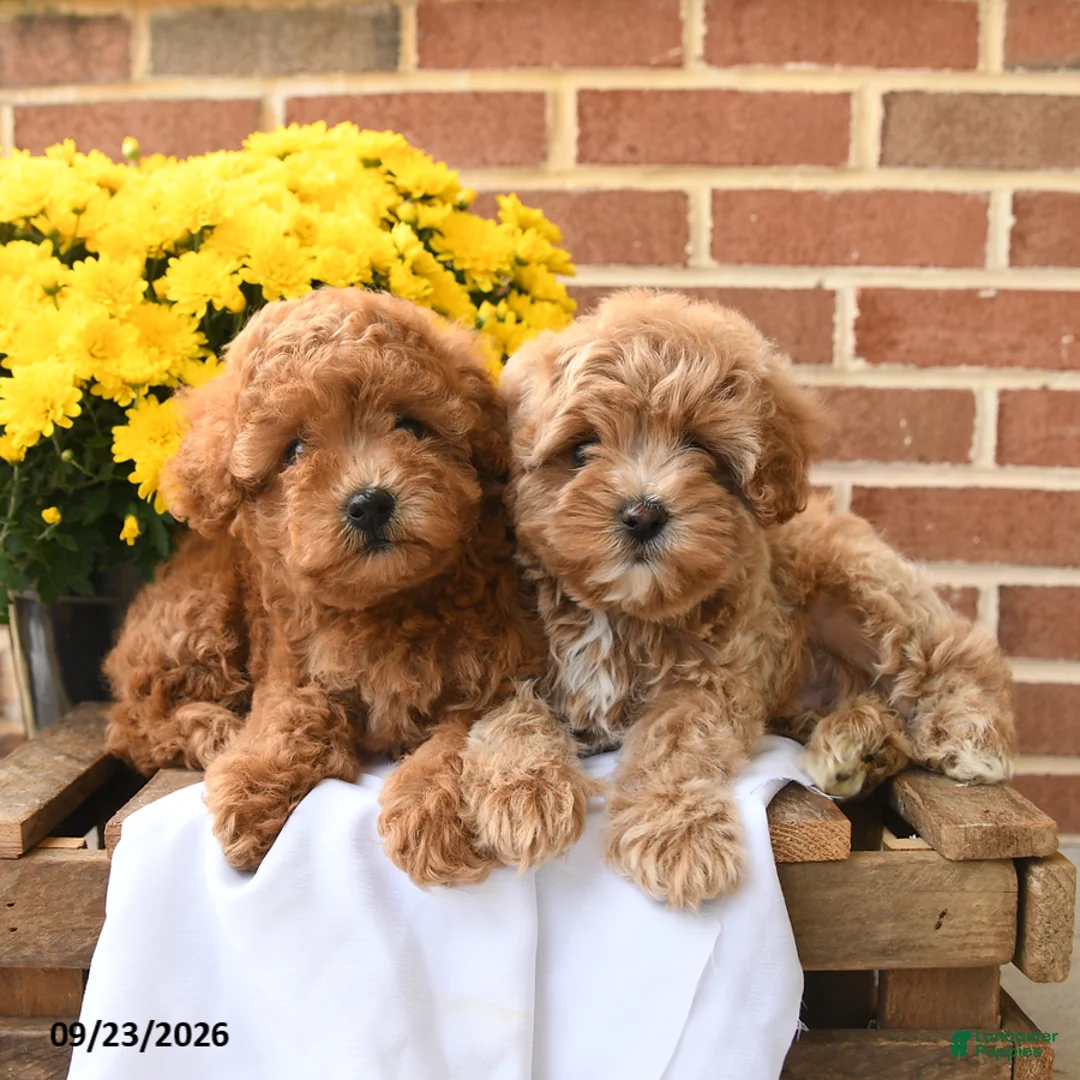 Maltipoo dogs for sale: Butters  - Ad 5