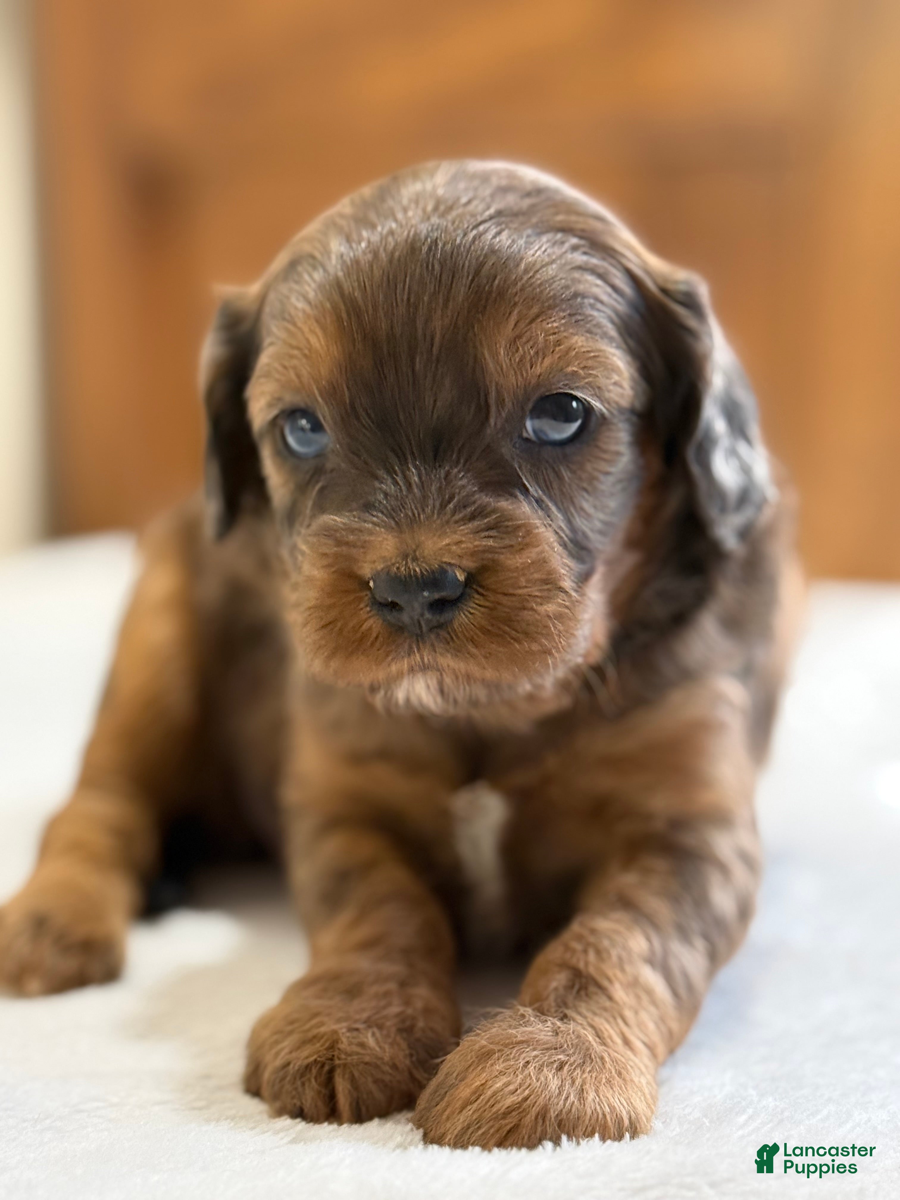 Cavapoo dogs Pizza Cavapoo  - Ad 1
