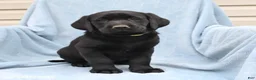 Labrador Retriever dogs for sale: Patsy - Ad 3