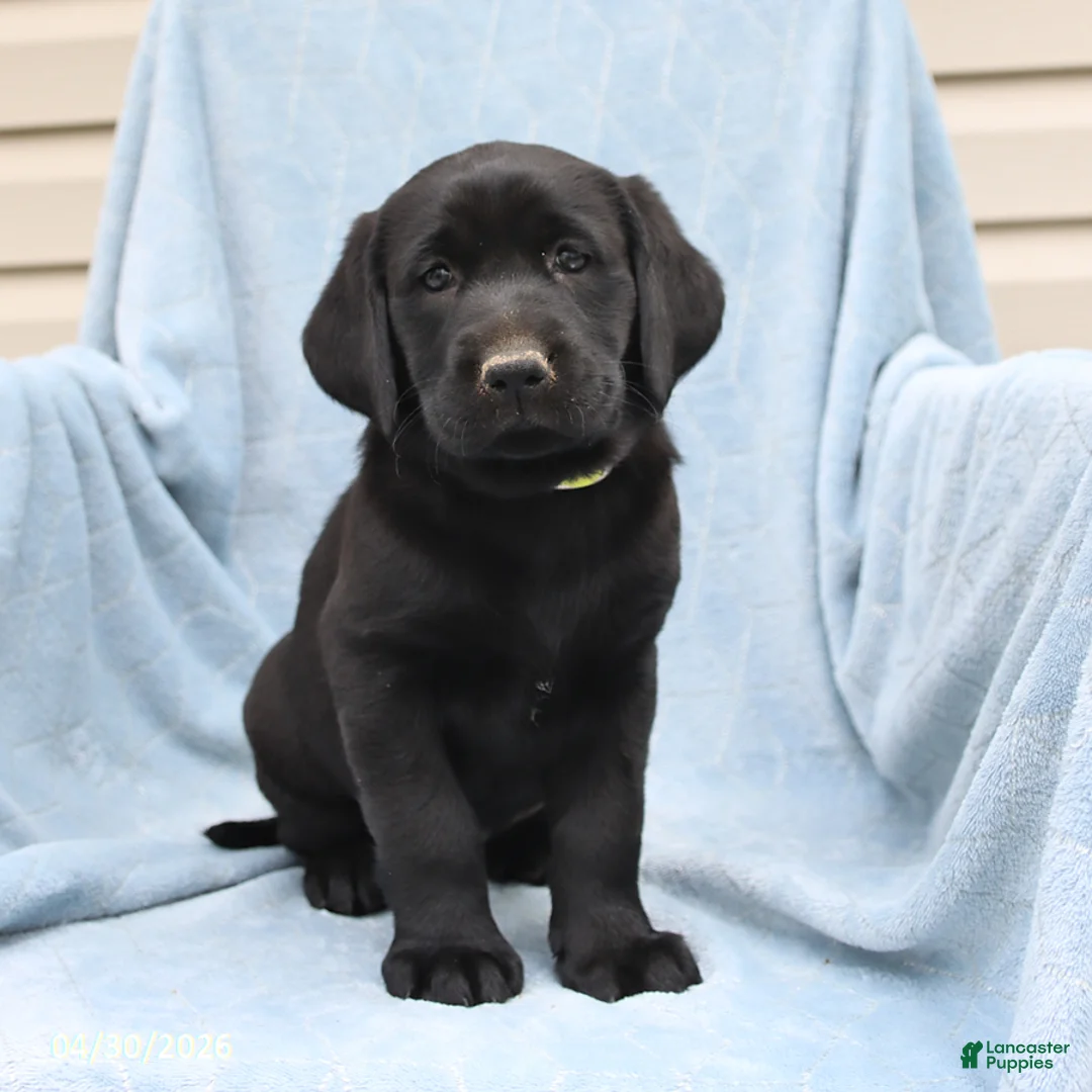 Labrador Retriever dogs for sale: Patsy - Ad 3