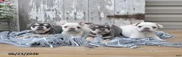 French Bulldog dogs for sale: Leo - Ad 5