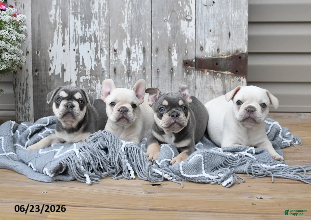 French Bulldog dogs for sale: Leo - Ad 5