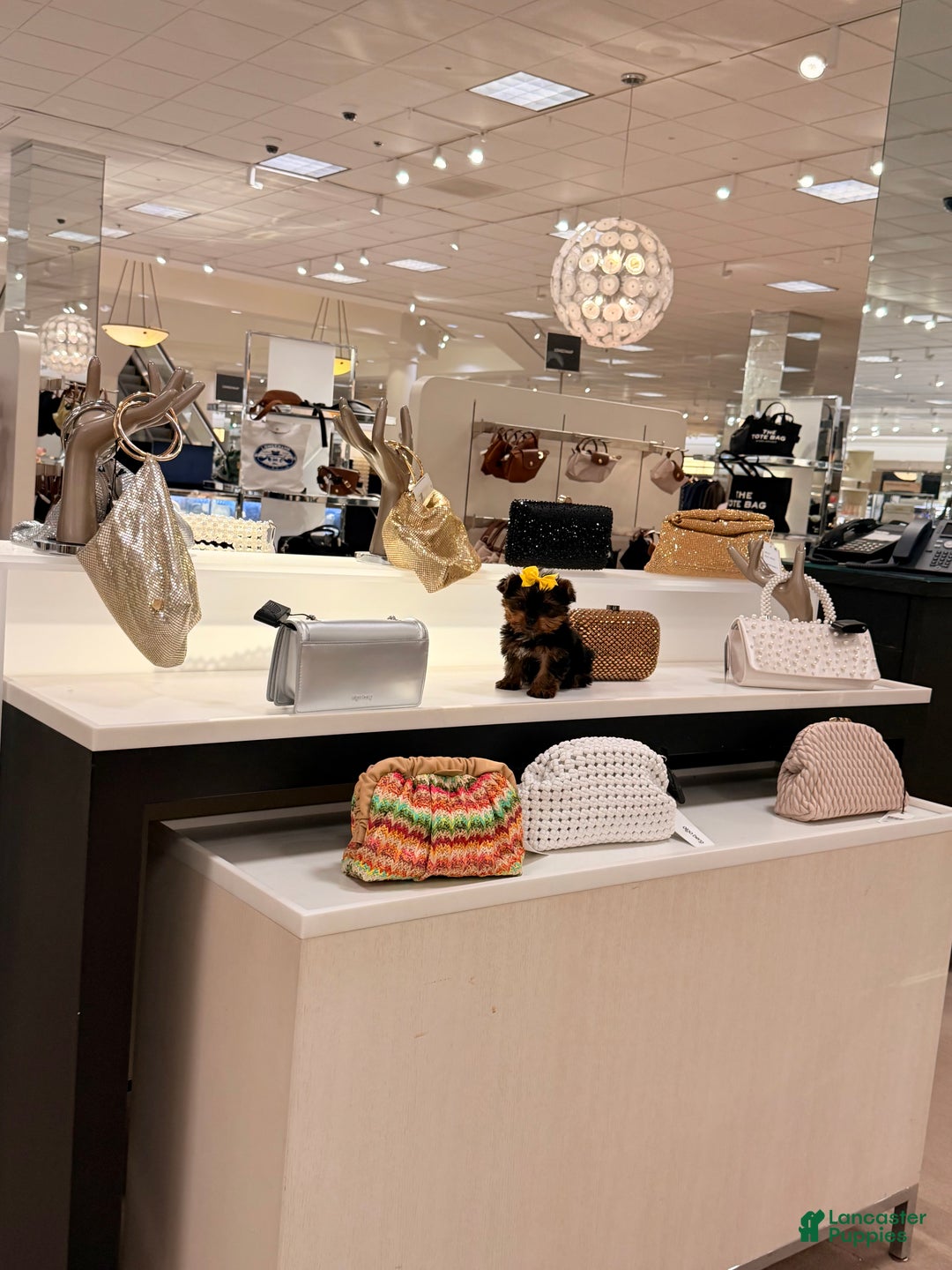 Yorkshire Terrier dogs for sale: TEACUP Barbie  - Ad 5