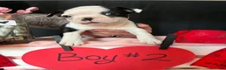 Boston Terrier dogs for sale: Boston Terrier Puppy 2 - Ad 5