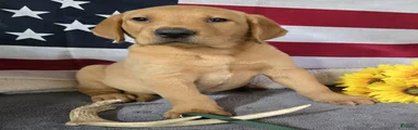 Green Collar Puppy