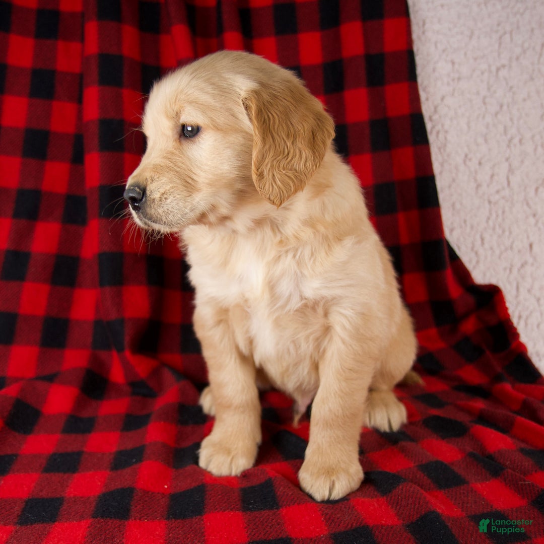 Golden Retriever dogs for sale: Tigger - Ad 4