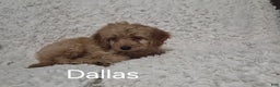 Cockapoo dogs for sale: Dallas - Ad 3
