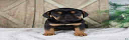 Mixed Breed dogs for sale: Willow - Ad 1