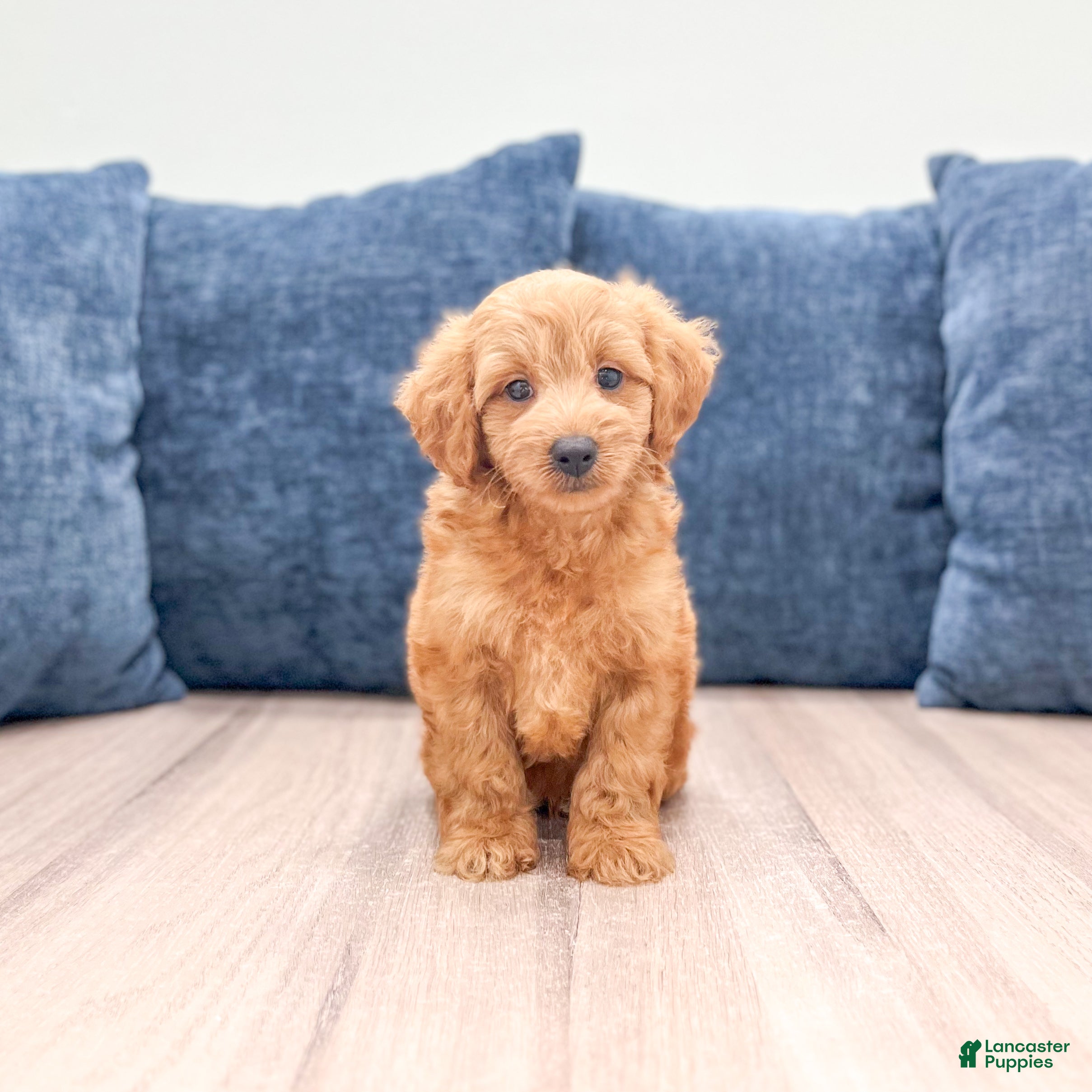 Miniature Labradoodle dogs Oliver - Ad 1