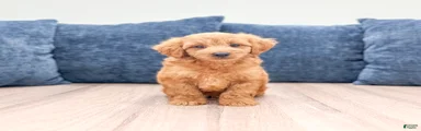 Oliver