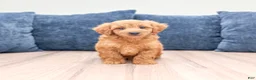 Miniature Labradoodle dogs for sale: Oliver - Ad 1