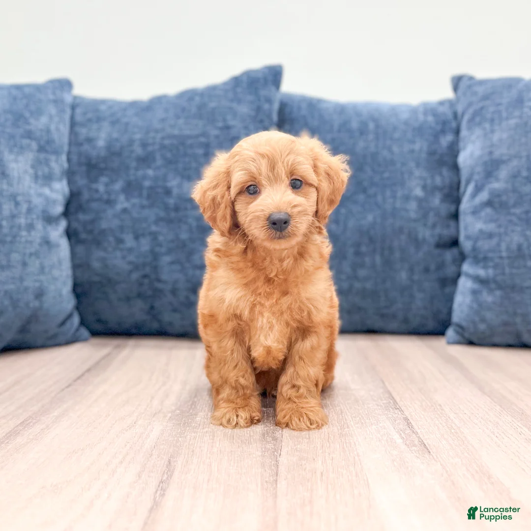 Miniature Labradoodle dogs for sale: Oliver - Ad 1