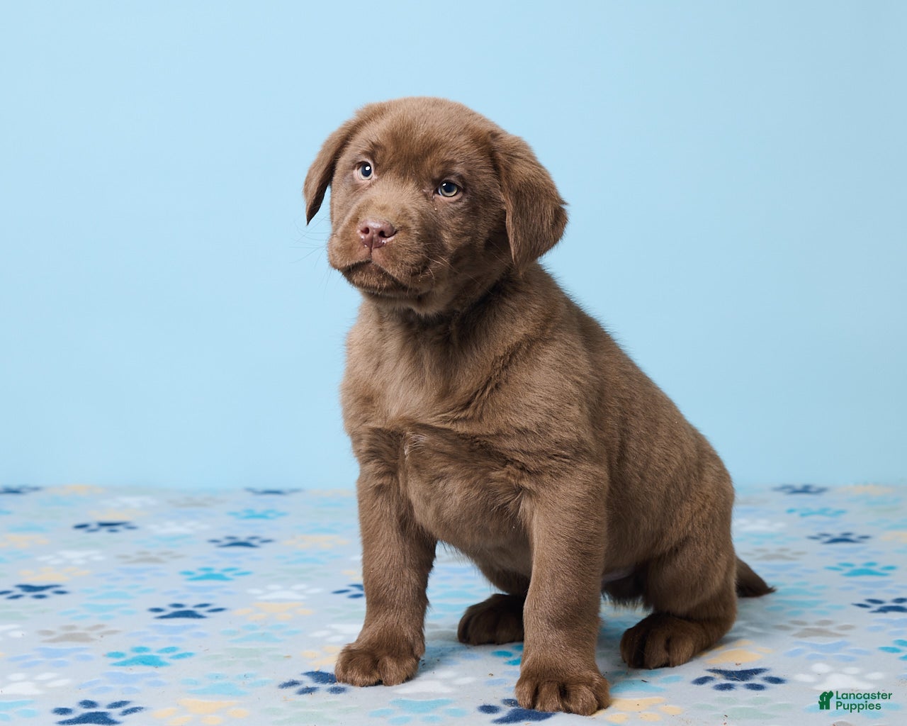 Labrador Retriever dogs Ronny - Ad 31